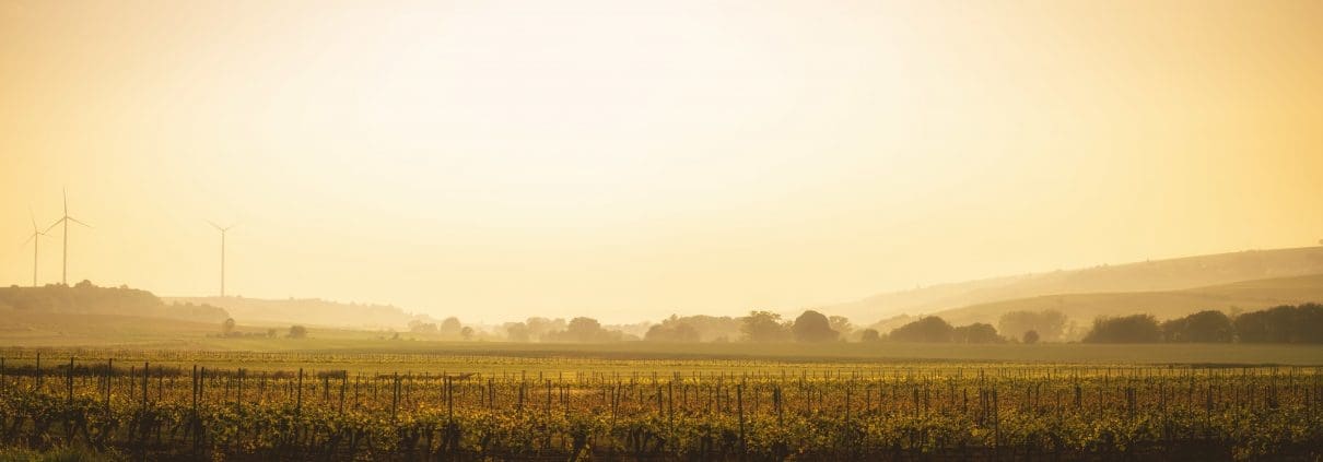 Golden German Vineyards Panorama
